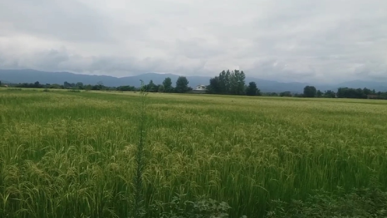خودنمایی خوشه‌های برنج در شالیزار‌های روستای خمیران + فیلم