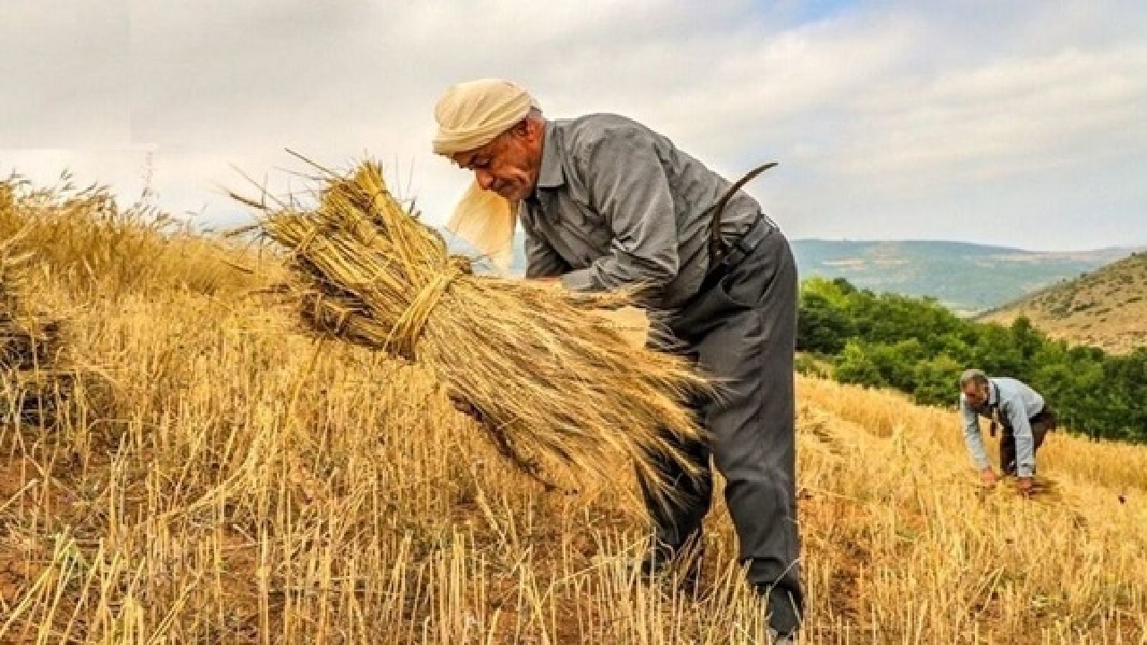 خرید تضمینی گندم در کردستان به بیش از ۷۹۰  هزار تن رسید