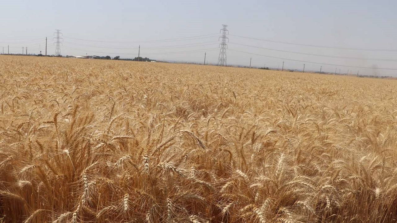 خرید بیش از ۳۶ هزار تن گندم بصورت تضمینی از کشاورزان قزوین