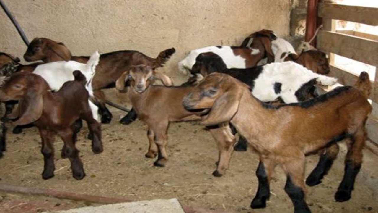 نژاد بومی بز با تلقیح مصنوعی