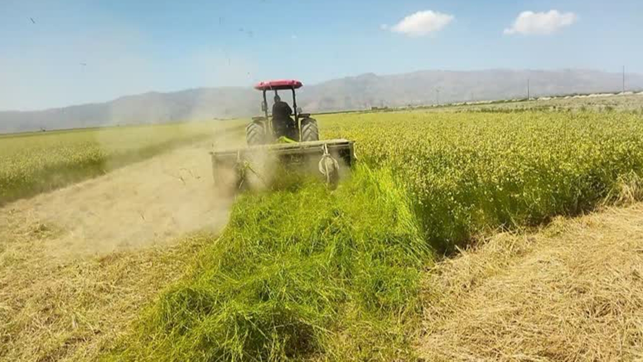 کود سبز