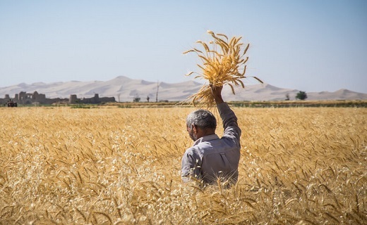 خرید تضمینی گندم از گندم کاران به کجا رسید؟! خوشه&zwnj;های طلایی و //کام گندم&zwnj;کاران با خرید تضمینی شیرین می شود