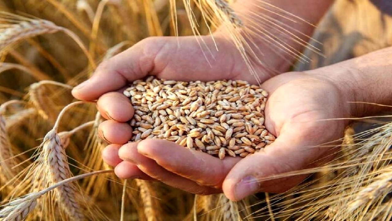 واریز ۲۷ هزار میلیارد ریال از بهای خرید تضمینی گندم به حساب گندمکاران کردستانی