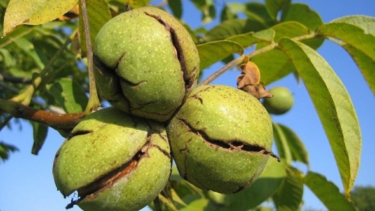 خرید و فروش گردو تا ۱۵ شهریور ممنوع است
