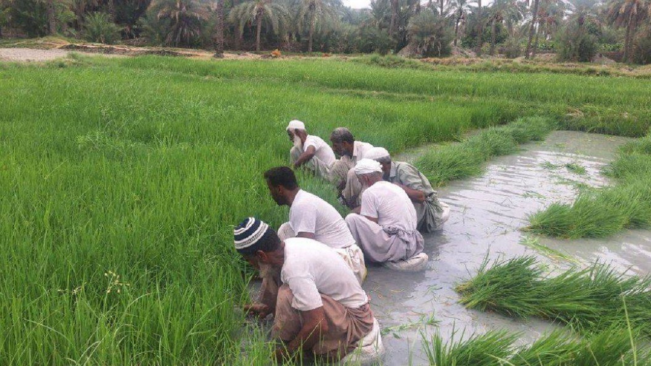 آغاز کشت برنج در سطح ۲۸۰ هکتار از اراضی شهرستان راسک