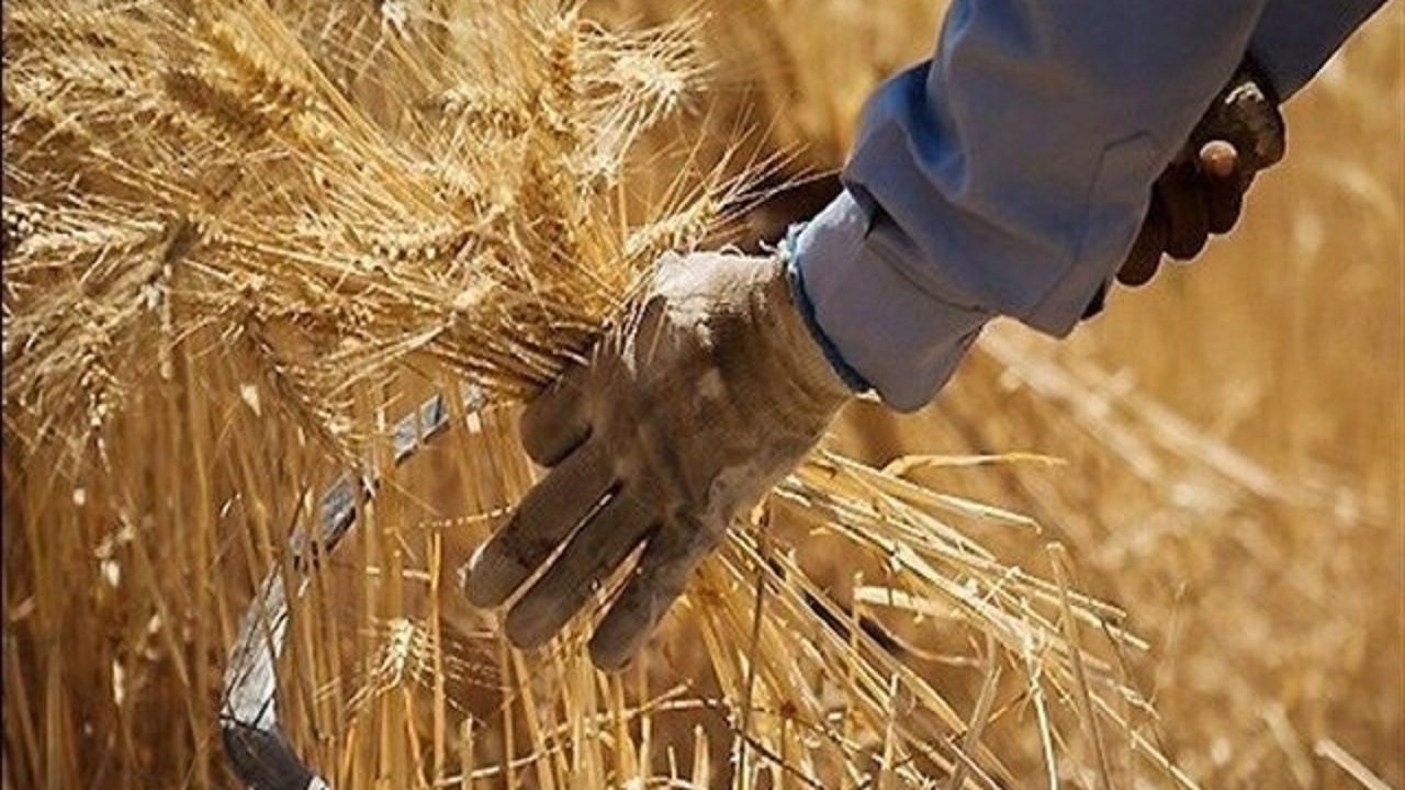 ۸۰ درصد پول گندمکاران استان گلستان پرداخت شد