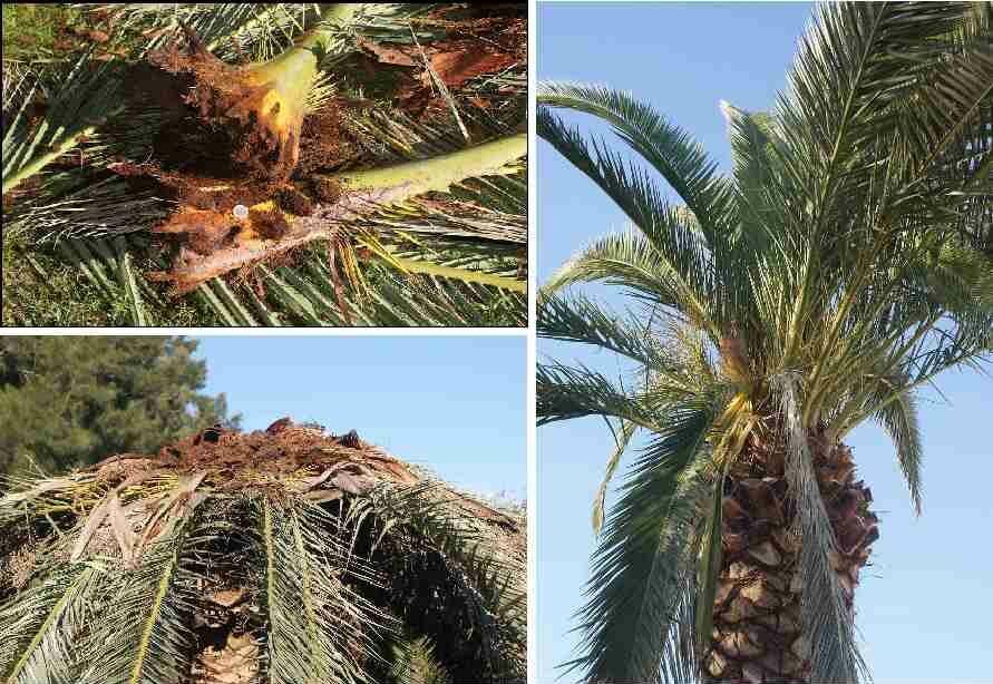 از آفت نوظهور سوسک سرخرطومی حنایی خرما تا خسارت به نخلستان&zwnj;های کرمان