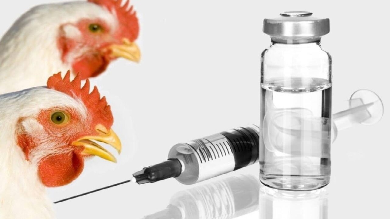 هدفگذاری موسسه رازی برای تولید ۲ واکسن جدید طیور درکشور