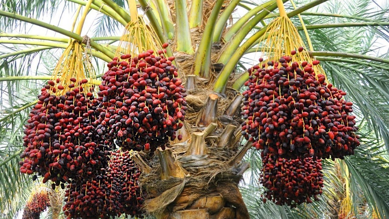 برداشت خرما در سیستان و بلوچستان از مرز ۱۰ هزار تن فراتر رفت