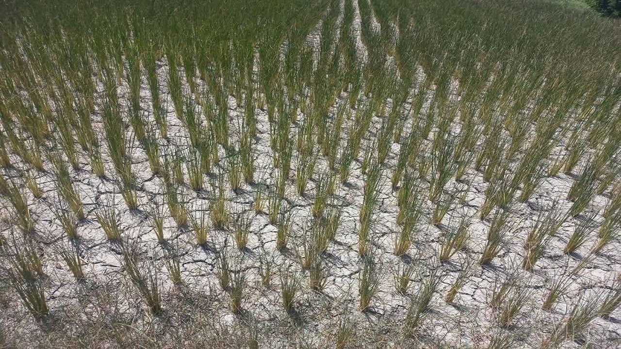 خشک شدن شالیزار‌های ورنامخواست بر اثر عدم آبیاری + فیلم