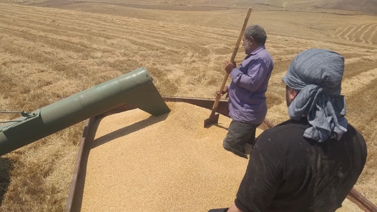 خریداری ۳۰۷ هزار تن گندم از گندم‌کاران استان اردبیل