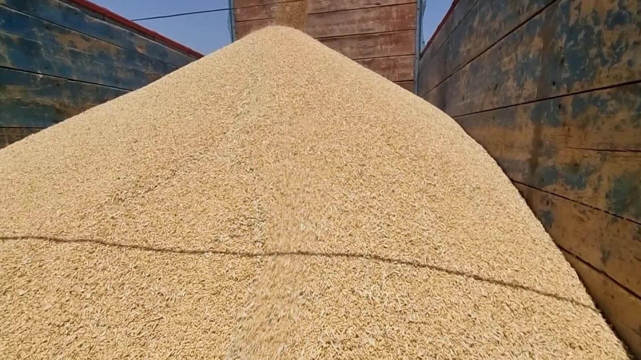 پرداخت ۱۸۰ میلیارد تومان از مطالبات گندمکاران خراسان جنوبی