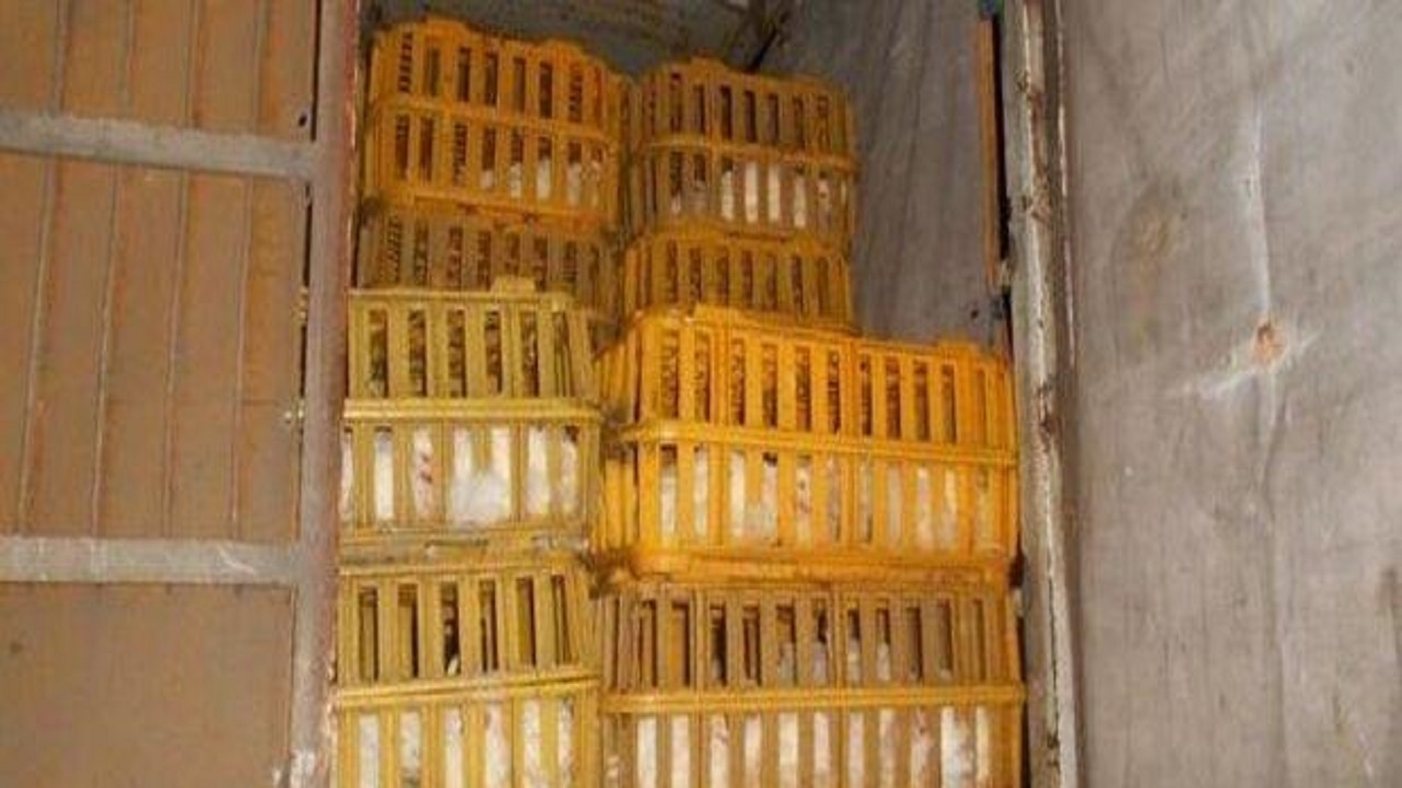 توقیف یک دستگاه خودروی حمل غیرمجاز طیور در اسکو