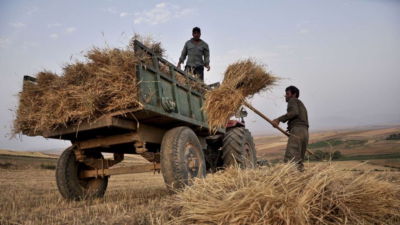 پیش بینی افزایش برداشت گندم از مزراع شهرستان شازند