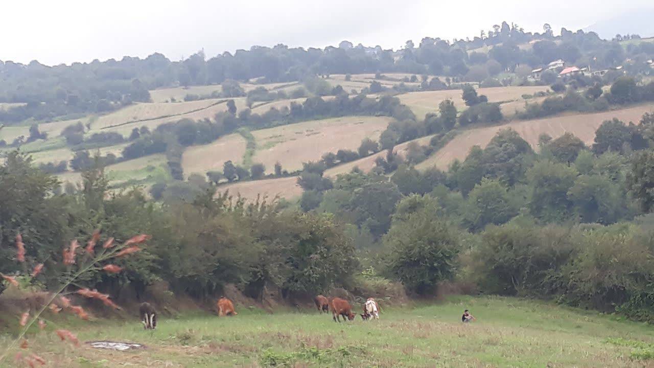 طبیعت سرسبز روستای شیرداری
