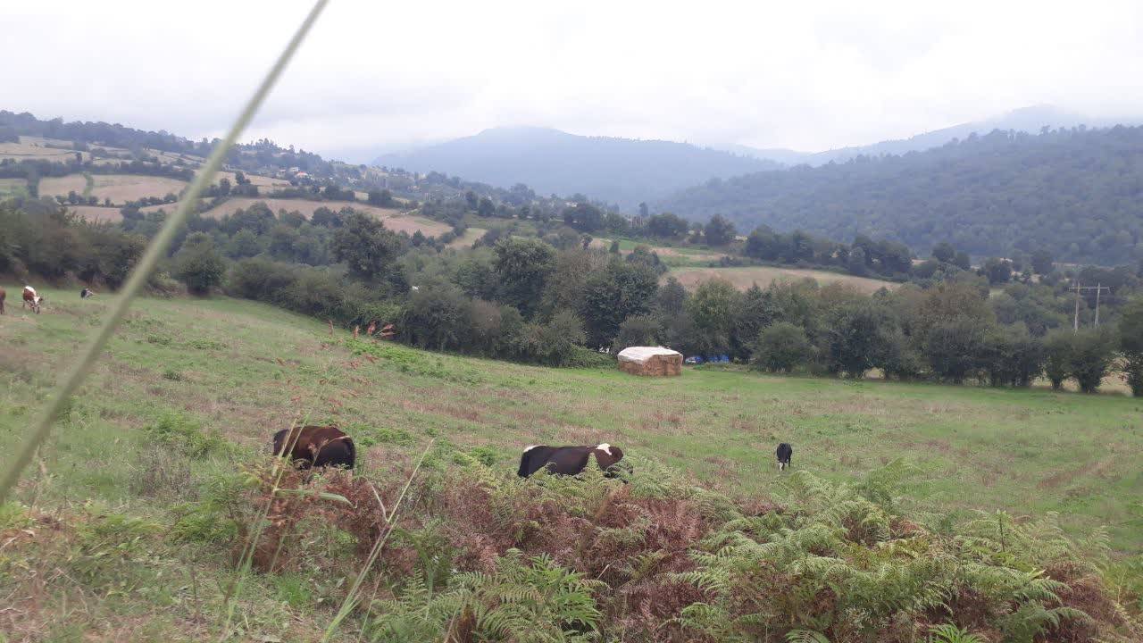 طبیعت سرسبز روستای شیرداری در شهرستان بهشهر