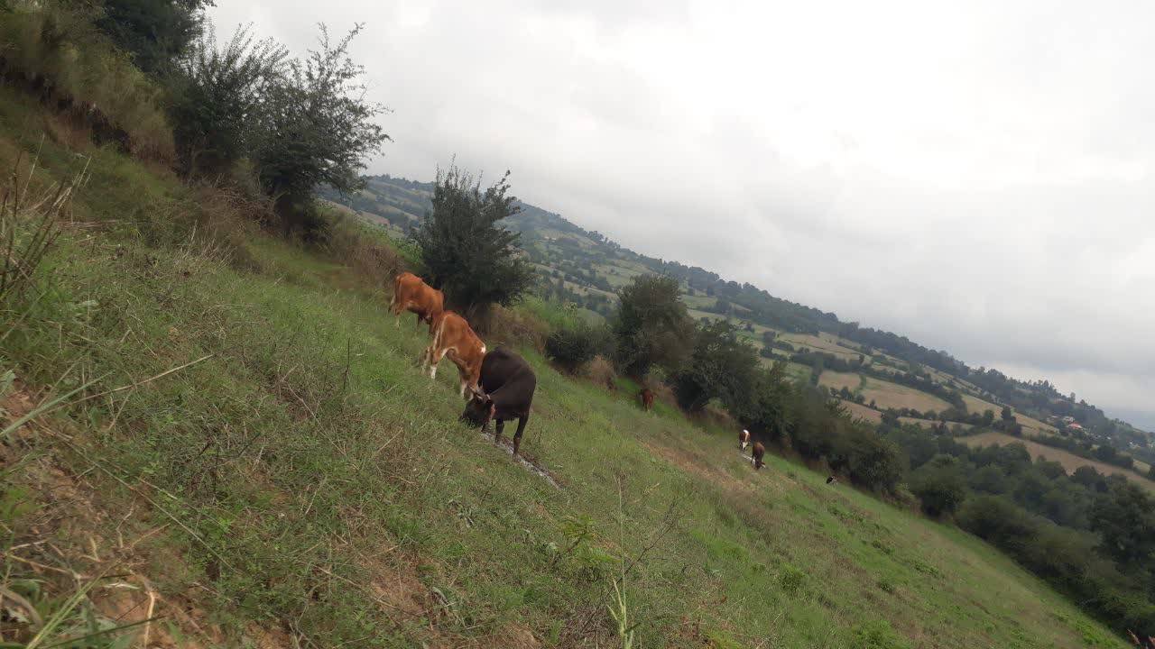 طبیعت روستای شیرداری