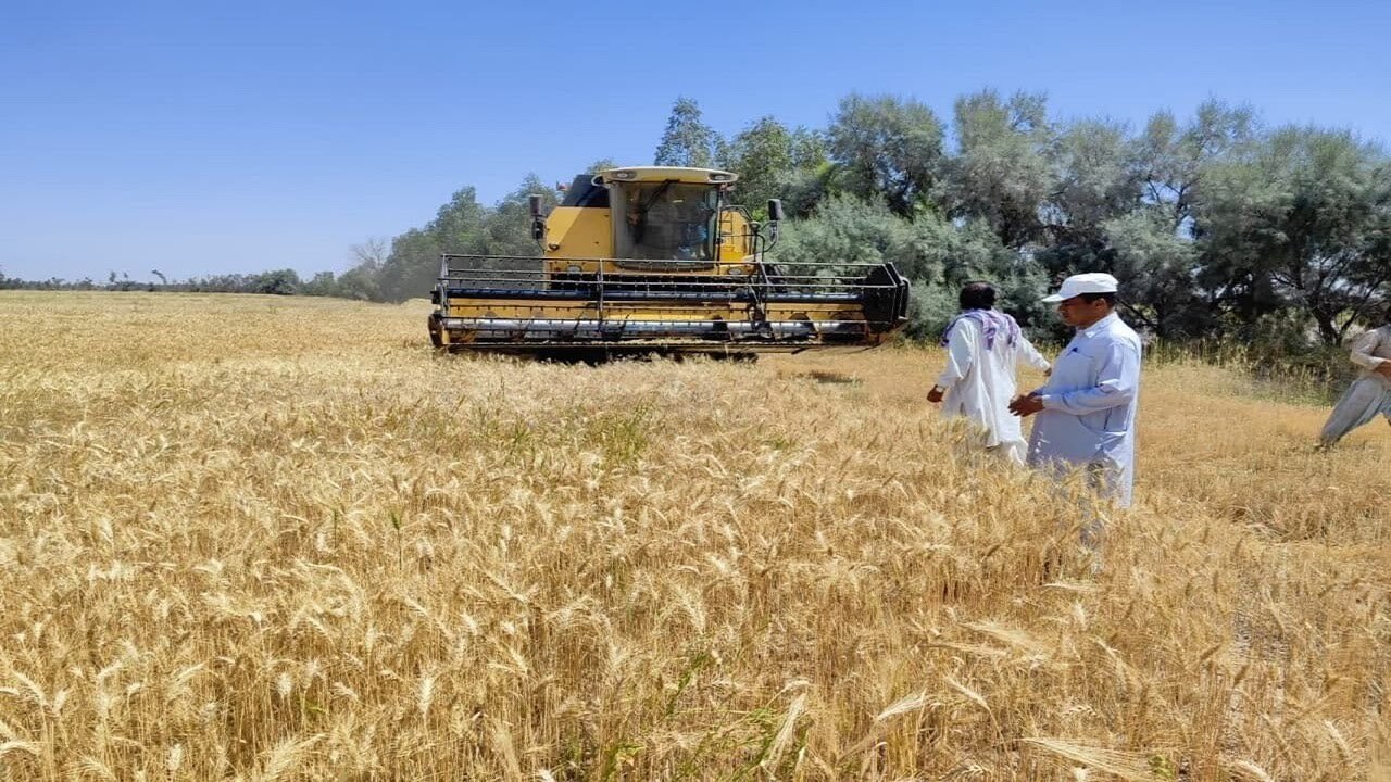بیش از ۴۳۰ هزار تن بذر گندم خریداری شد
