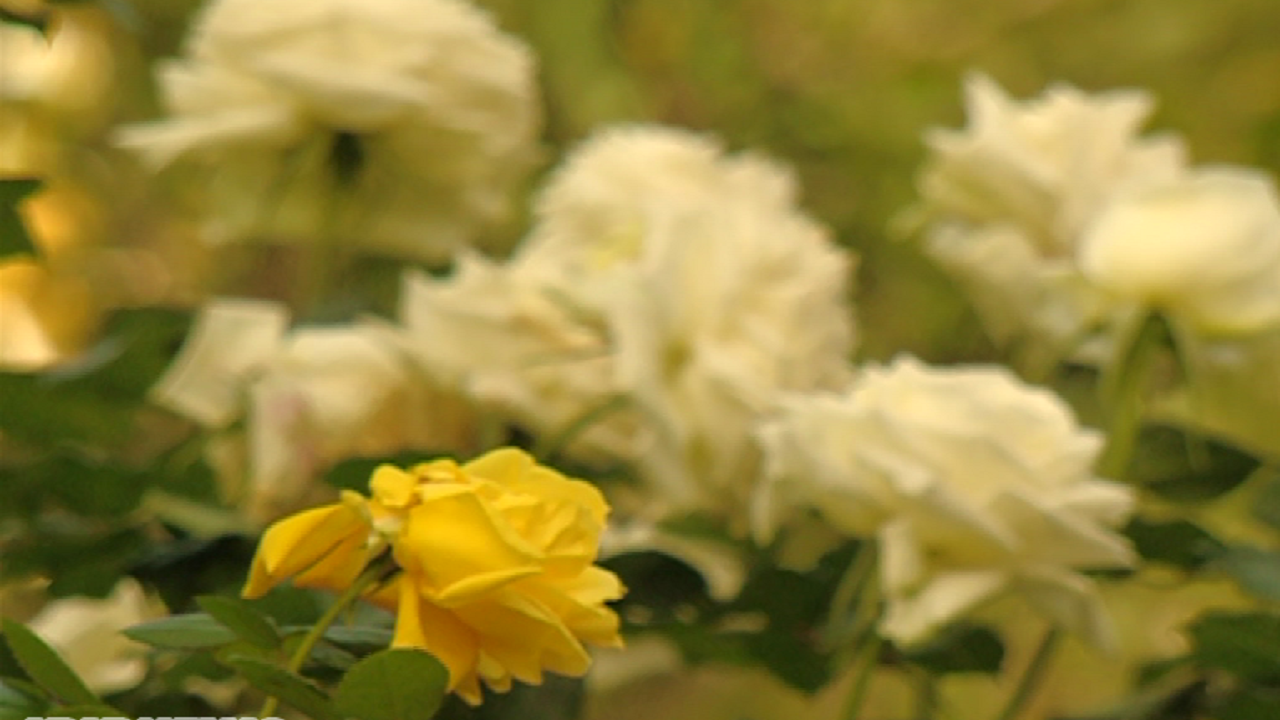 کاهش نسبی دمای همدان تا اواخر هفته 