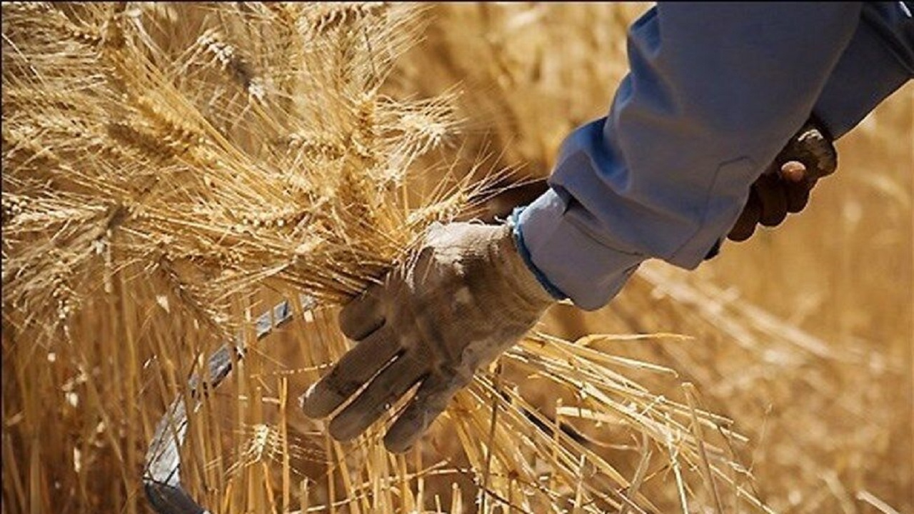 خرید تضمینی گندم در زنجان از ۴۰۰ هزار تن فراتر رفت