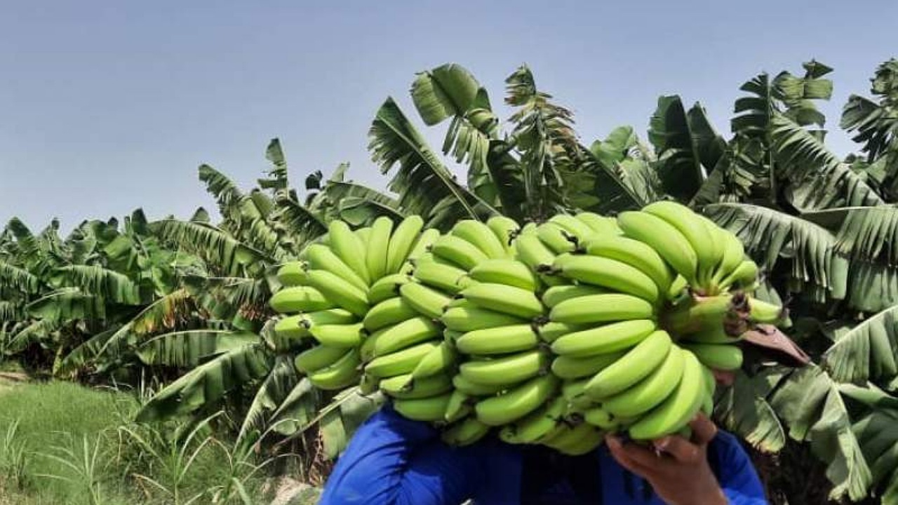 ۴۵هزار تن موز در سیستان و بلوچستان روانه بازار مصرف شد