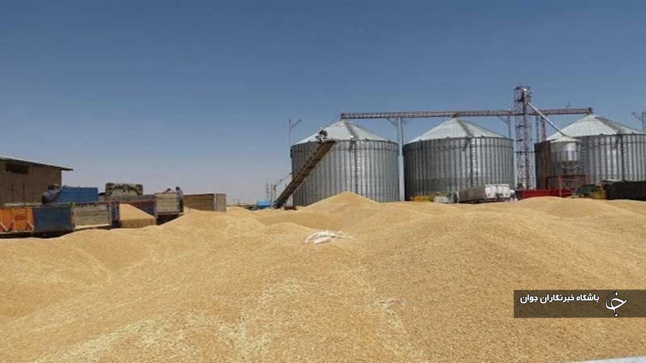 خرید تضمینی حدود ۱۸۰ هزار تن گندم در آذربایجان‌غربی