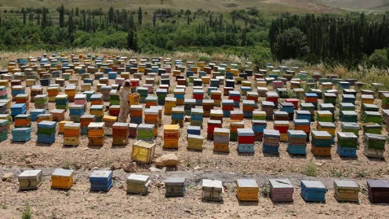 پایش و مراقبت از بیماری‌های زنبور عسل در طارم انجام شد