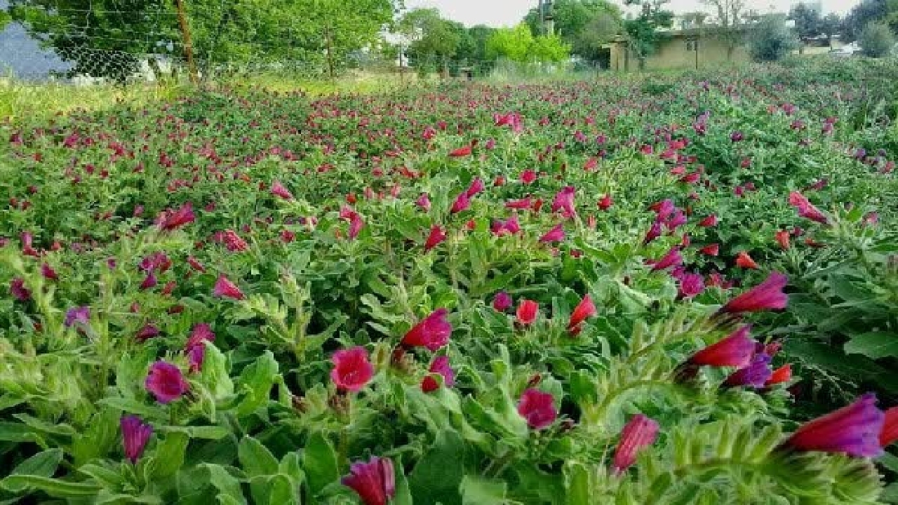 تولید سالانه بیش از ۷۰۰ تن گیاهان دارویی در اراضی کشاورزی استان قزوین 