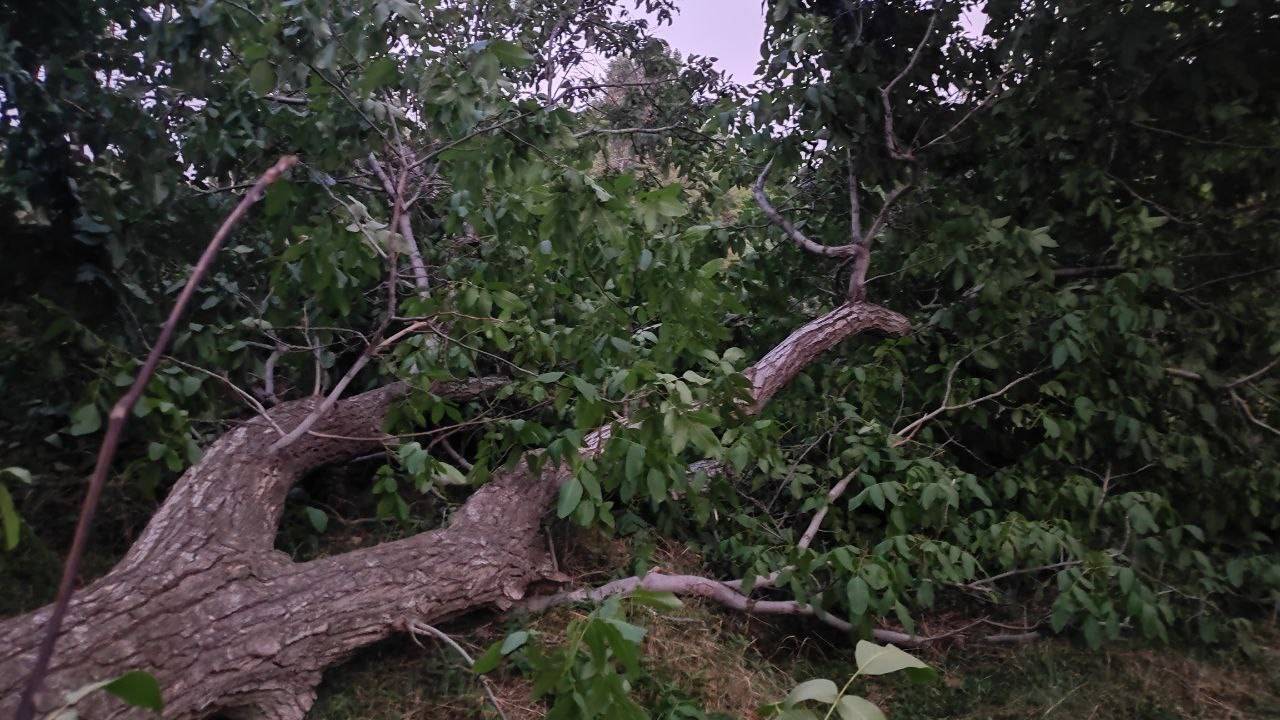 سقوط درخت بر اثر صاعقه