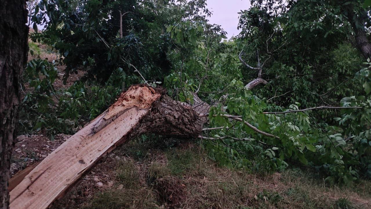 قطع شدن درخت