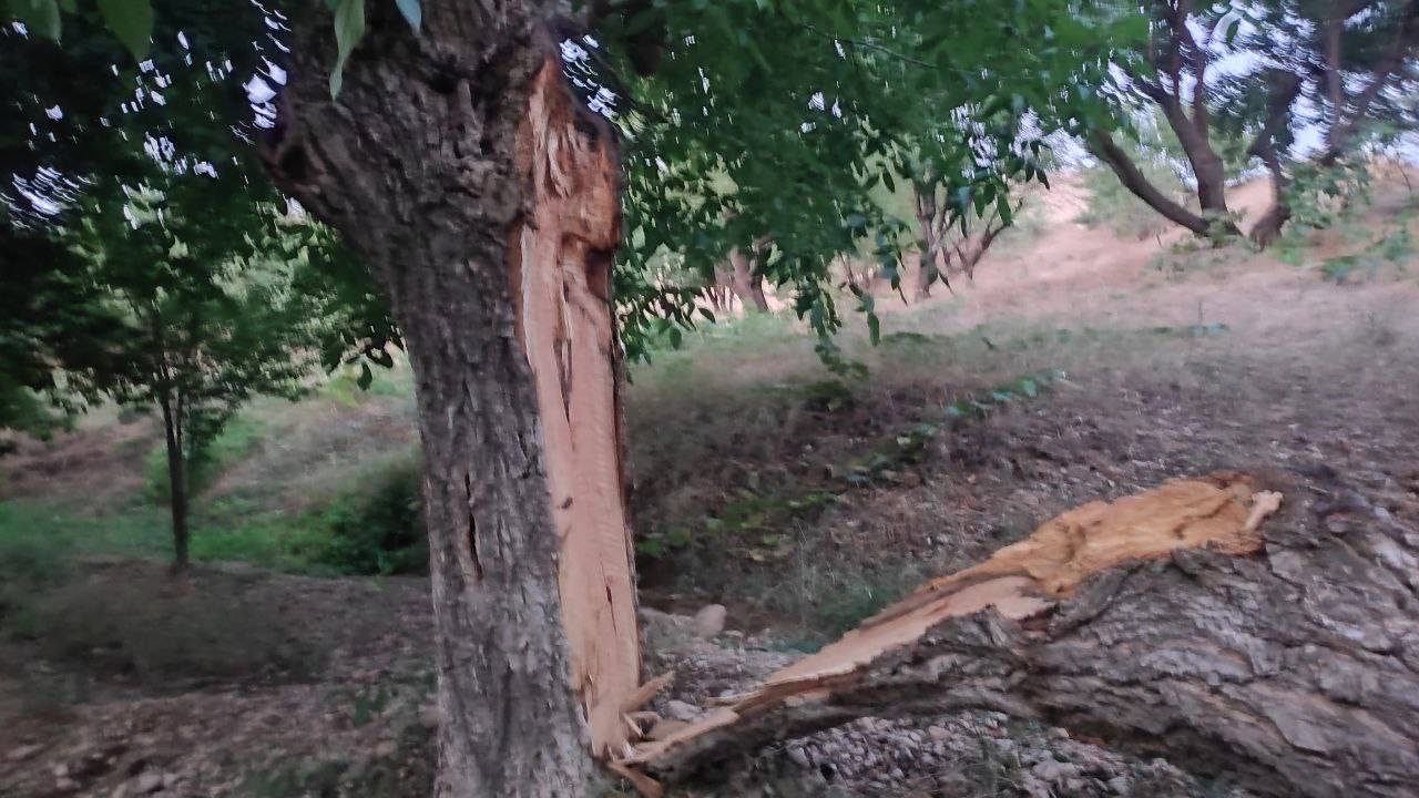نصف شدن درخت