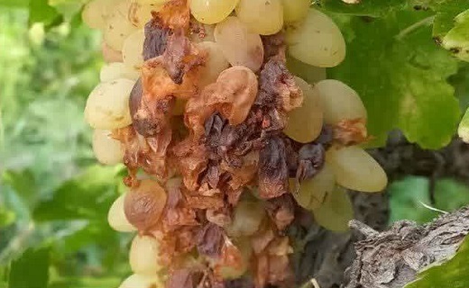 خرابی محصول انگور به دلیل گرما