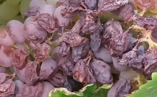 خرابی محصول انگور به دلیل گرما