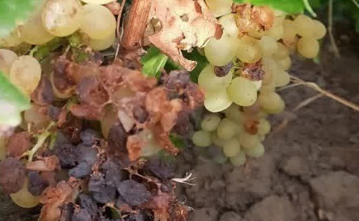 خرابی محصول انگور به دلیل گرما
