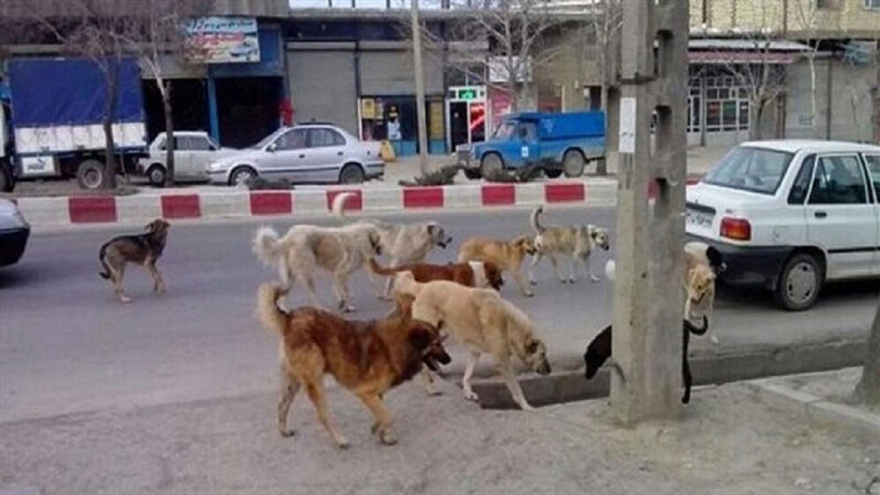 افزایش ۱۵ درصدی آمار حیوان گزیدگی در میبد یزد