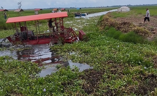 پاکسازی غرب تالاب انزلی از سنبل آبی