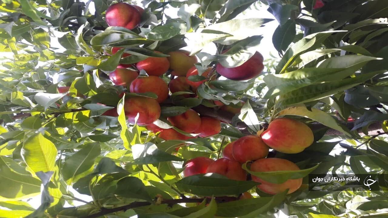 برداشت ۳۴ هزار تن شلیل از باغ‌های آذربایجان‌غربی آغاز شد