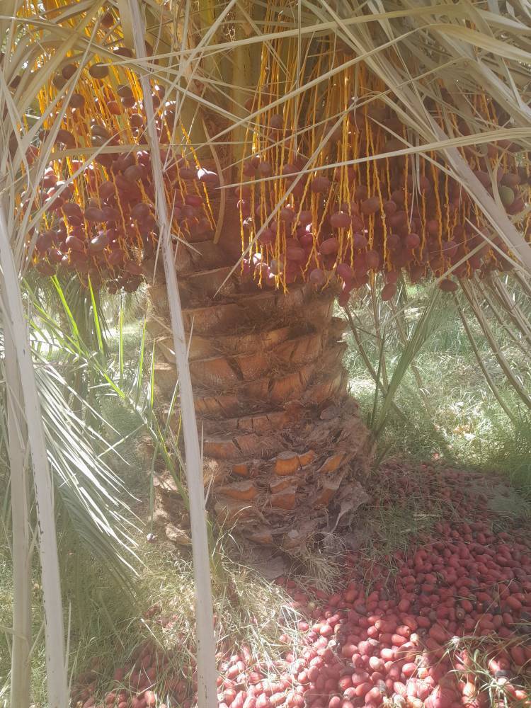 خشکسالی درختان خرما بر اثر گرما
