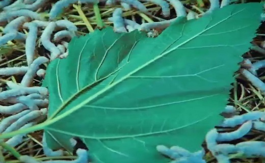 مراحل پرورش و نحوه نگهداری کرم ابریشم