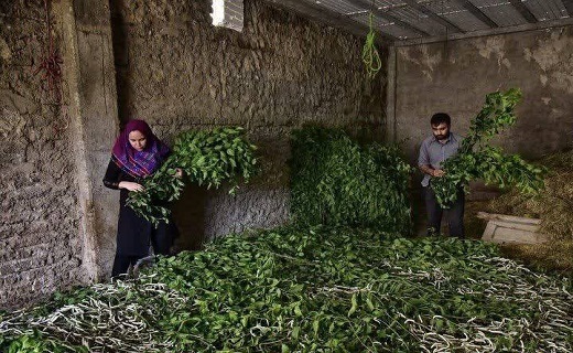 نوغانداری گیلان در انتظار بازگشت به دوران اوج