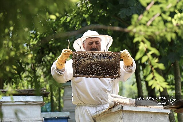 زنبور عسل یا مُنج گونه‌ای زنبور