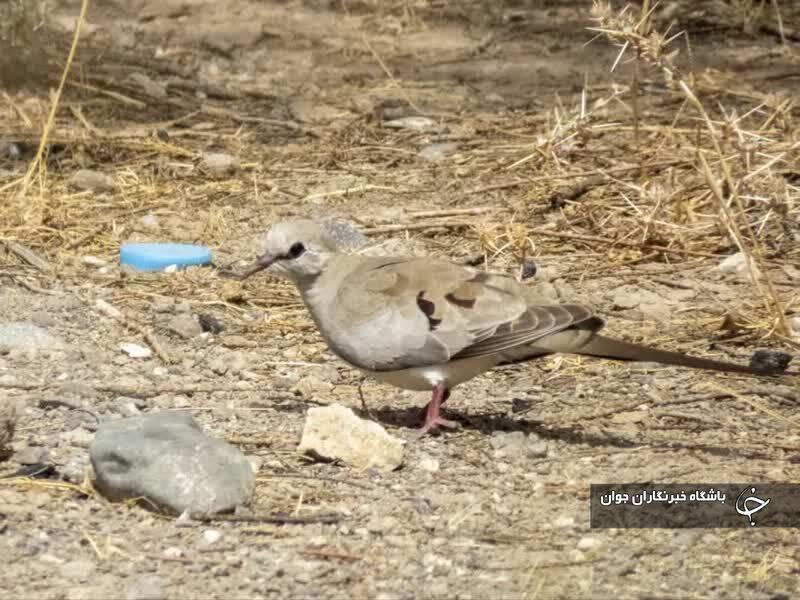 ثبت دو گونه پرنده برای نخستین بار در استان قم
