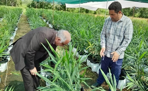 بازدید از مزارع زنجبیل و زردچوبه صومعه&zwnj;سرا