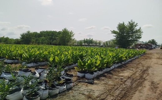 کشت زردچوبه و زنجبیل در صومعه سرا