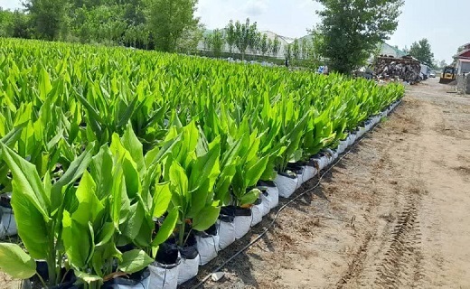 کشت زردچوبه و زنجبیل در صومعه سرا