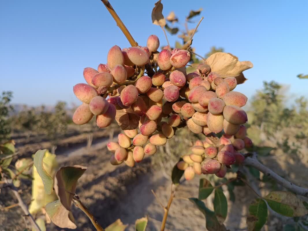 به بار نشستن درختان پسته