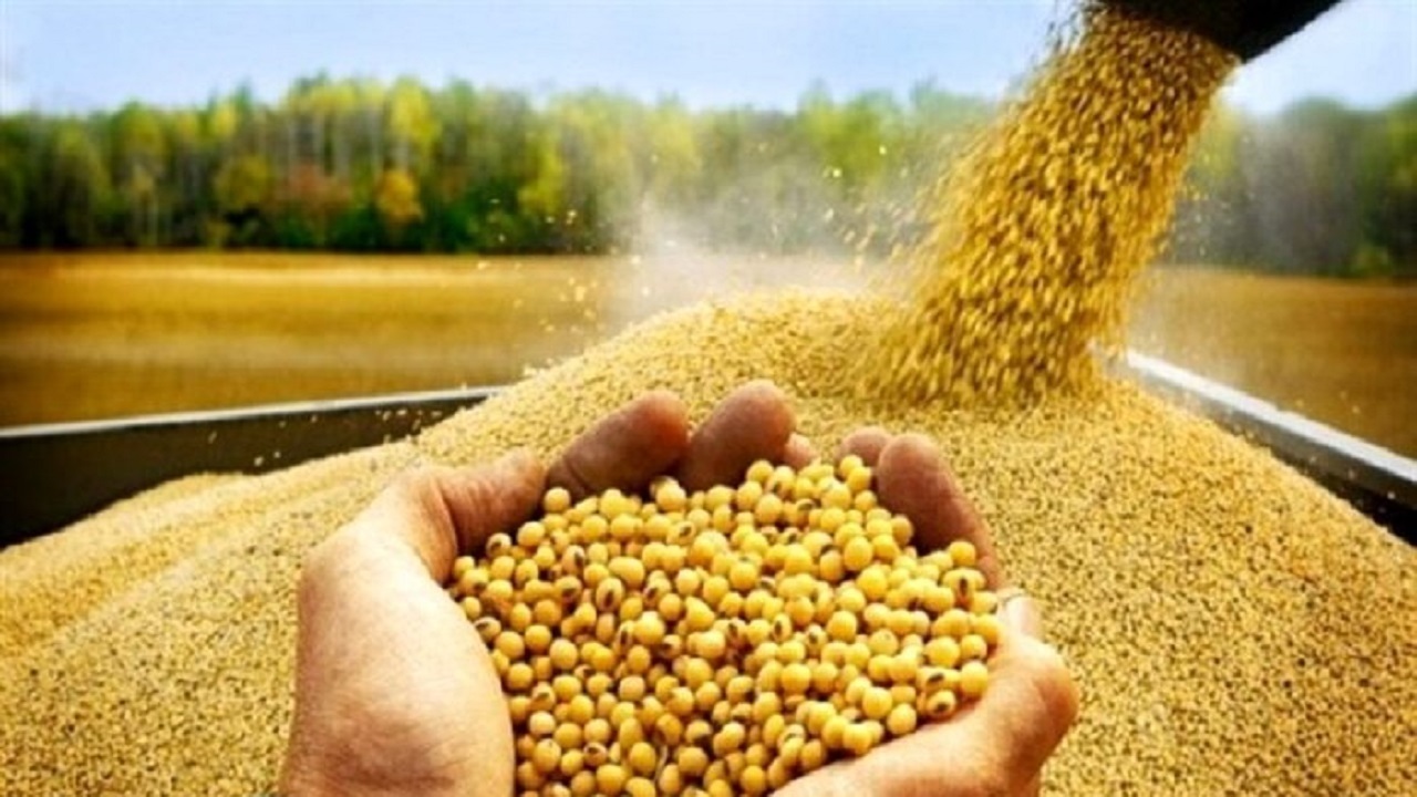 توزیع هزار تن بذر اصلاح شده گندم و جو بین کشاورزان