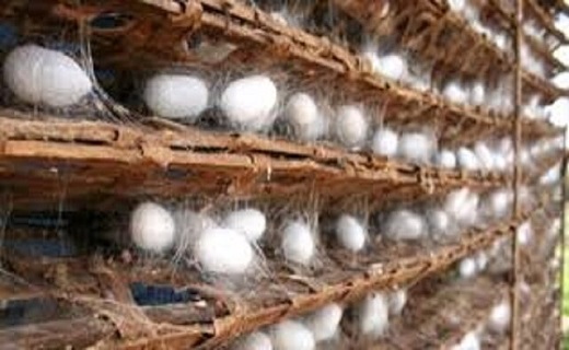 نوغانداری گیلان در انتظار بازگشت به دوران اوج