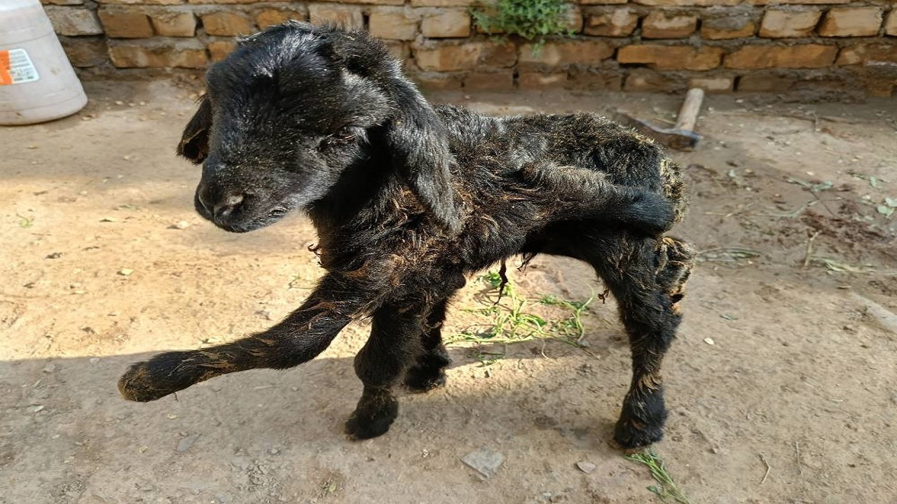 تولد بره عجیب الخلقه در روستای مشانه قزوین + فیلم و تصاویر