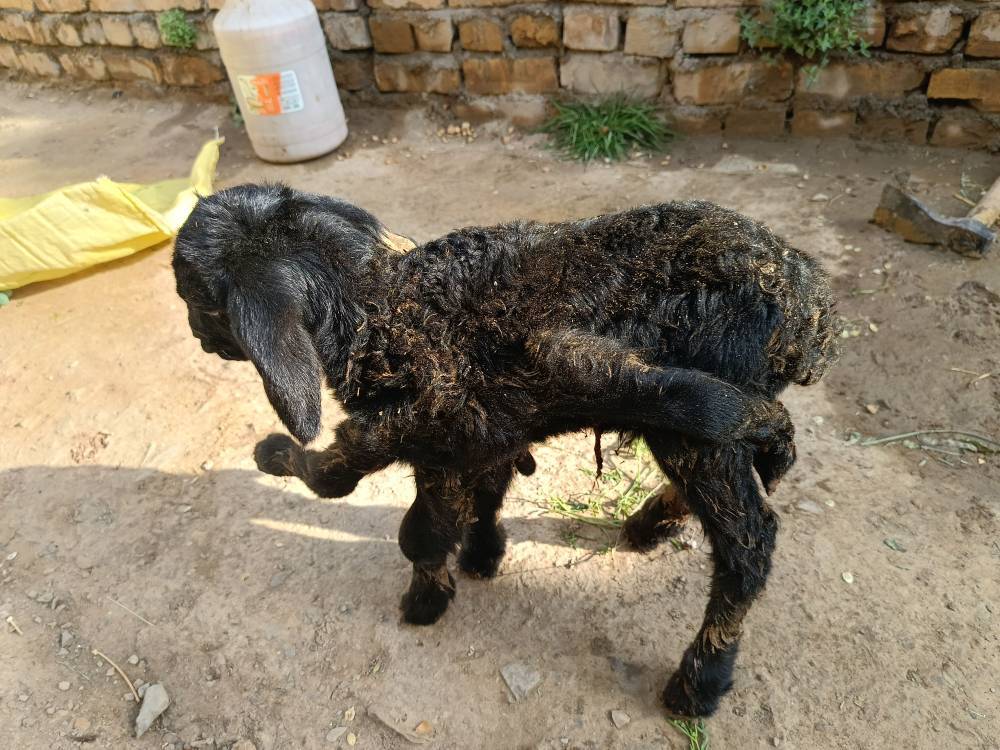 بره اعجاب انگیز